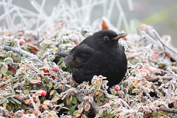 Merle noir (Turdus merula) / Pixabay